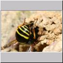 E-Odynerus spinipes w08 beim Schornsteinbau.jpg